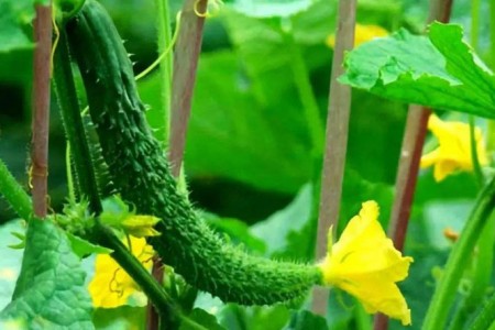 黃瓜開(kāi)花期用什么肥料好？